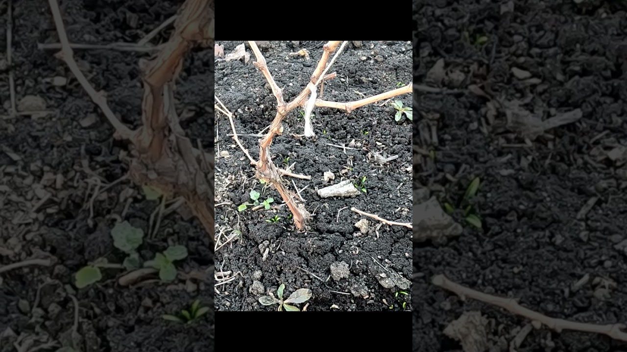 Експерти розповіли, як правильно обрізати виноград у лютому