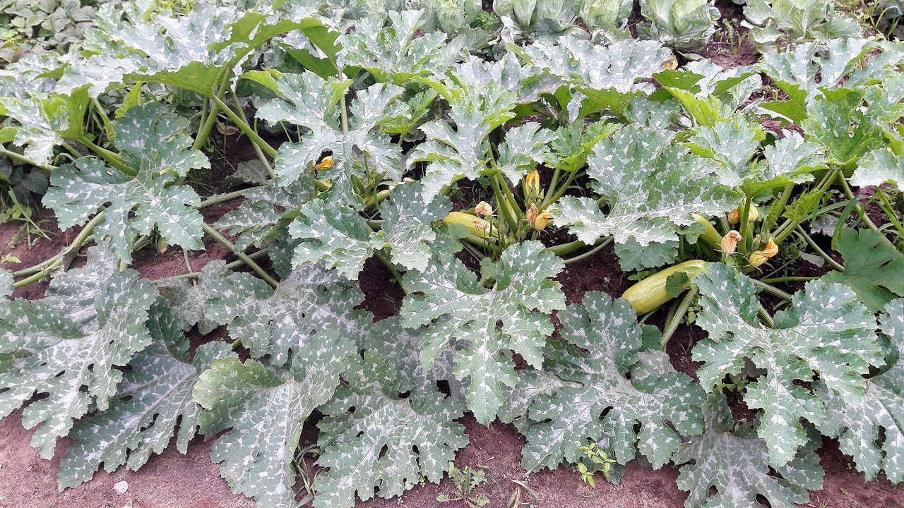 Сорт кабачків Іскандер F1