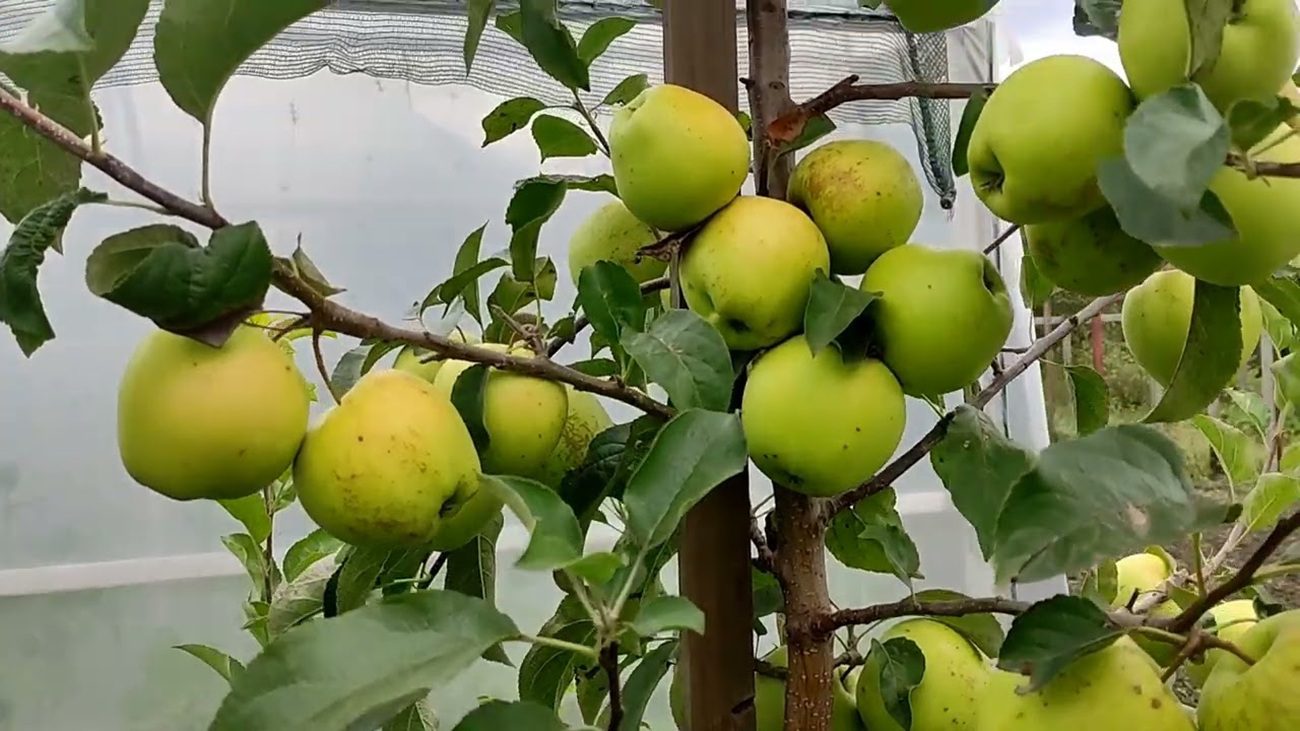 Агрономи назвали найсмачніший сорт яблук в Україні