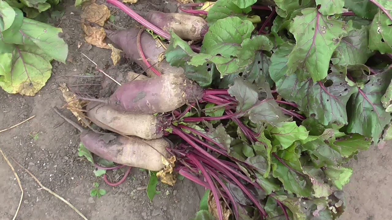 Експерти назвали сорт буряка, який швидко вариться 