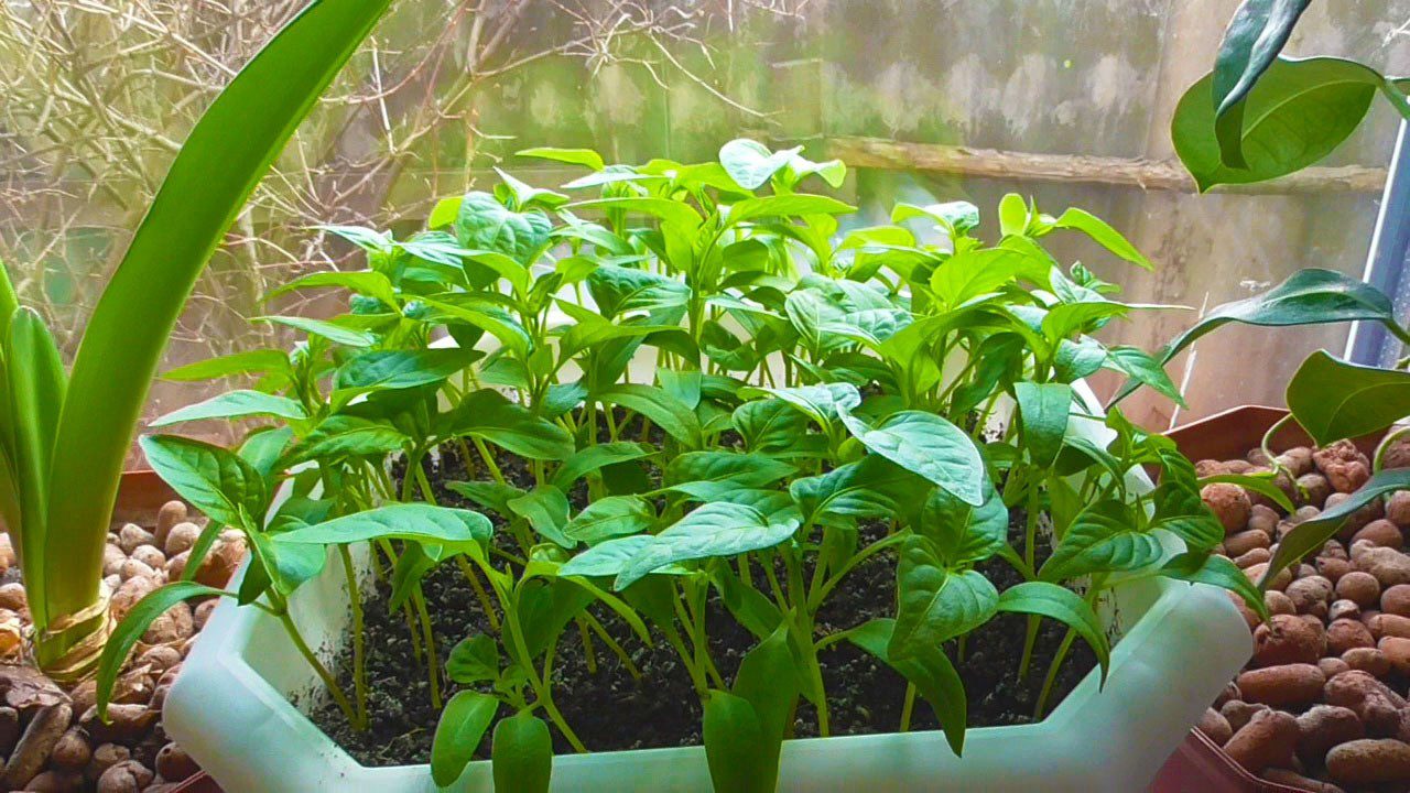 Найкращі дати для посіву солодкого перцю в березні 2026