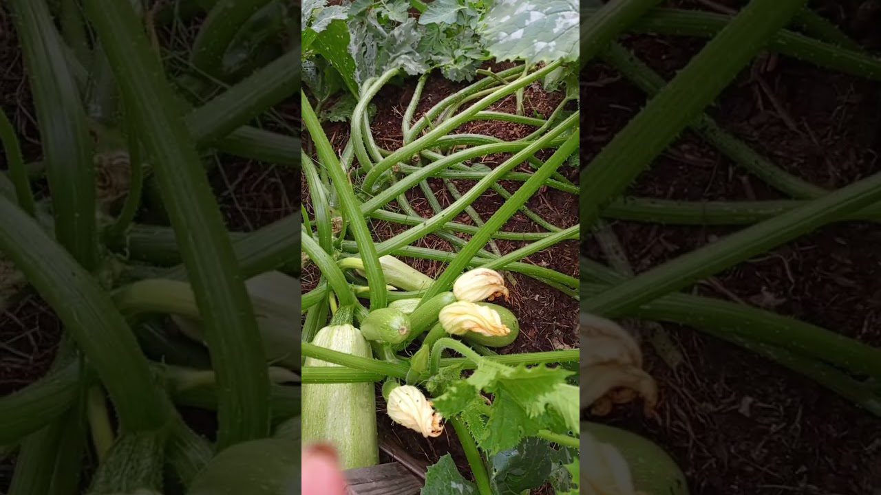 Сорт кабачків Іскандер F1