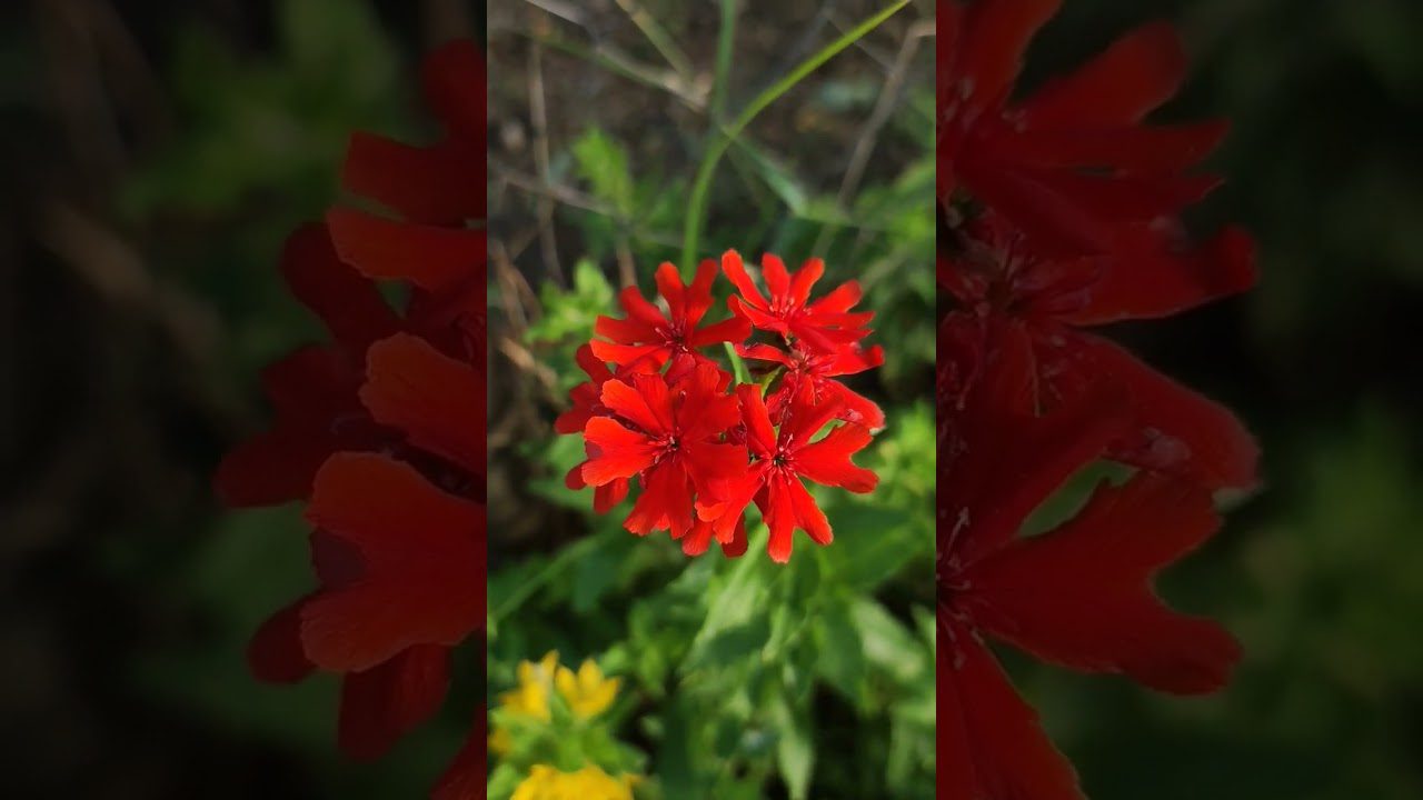 Декоративна рослина горицвіт (ліхніс) для саду Декоративна рослина горицвіт (ліхніс) для саду