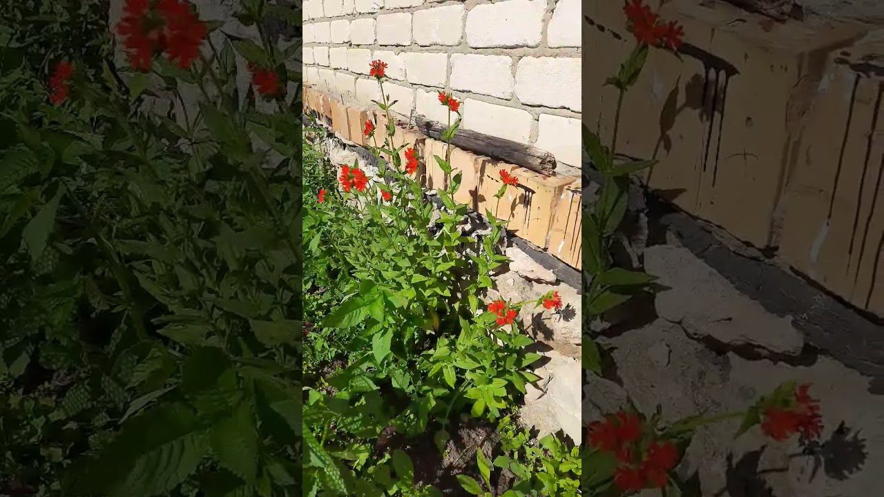 Декоративна рослина горицвіт (ліхніс) для саду