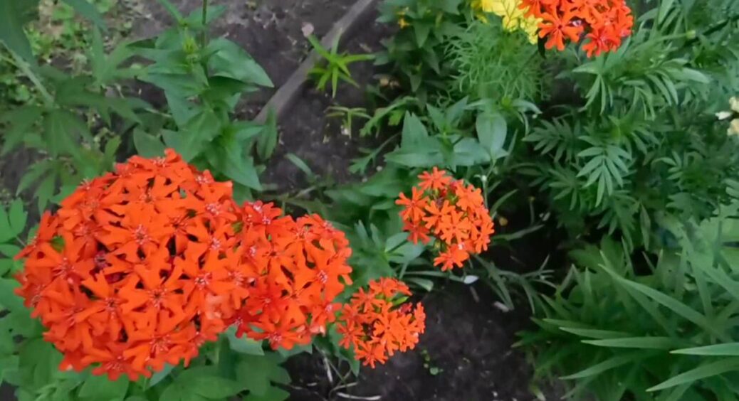 Красива, як махрова троянда, стійка — наче бур’ян: в 2026-му посаджу цю 1 квітку на клумбі 