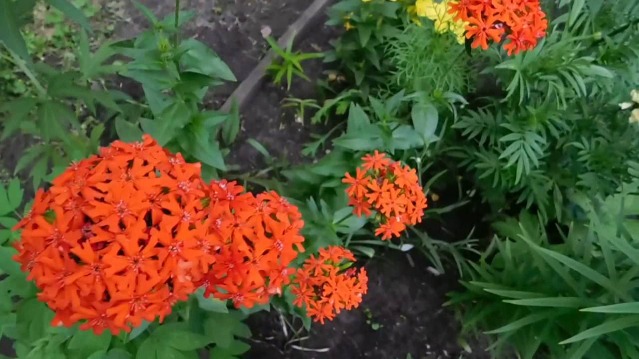 Декоративна рослина горицвіт (ліхніс) для саду