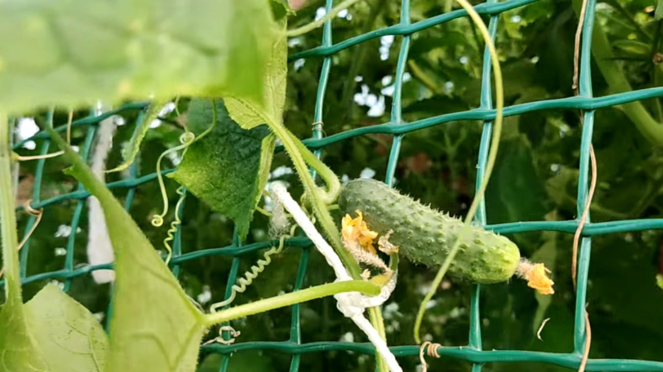 Городник чесно розповів про найхваленіший фермерами гібрид огірка