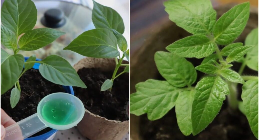 Знайшла в зошиті бабусі рецепт підживлення розсади – полила і очманіла! Поперла як божевільна 