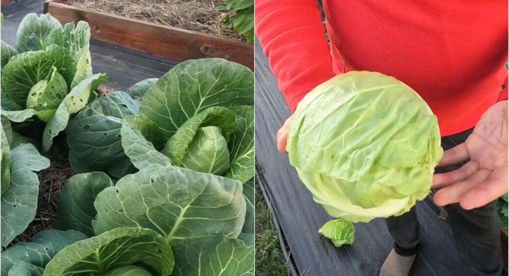 Якщо хочете ідеальну квашену капусту, а я – хочу: ось сорти, які обов’язкові до посадки в 2026 