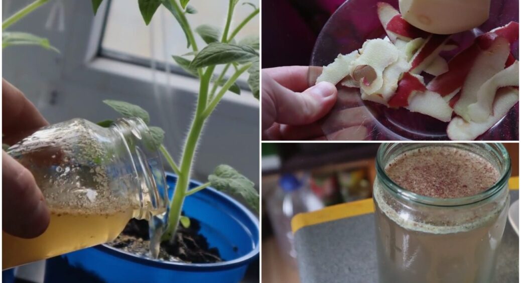 Ви закохаєтеся в це просте підживлення з яблучних обрізків! За добу розсаду просто не впізнати 