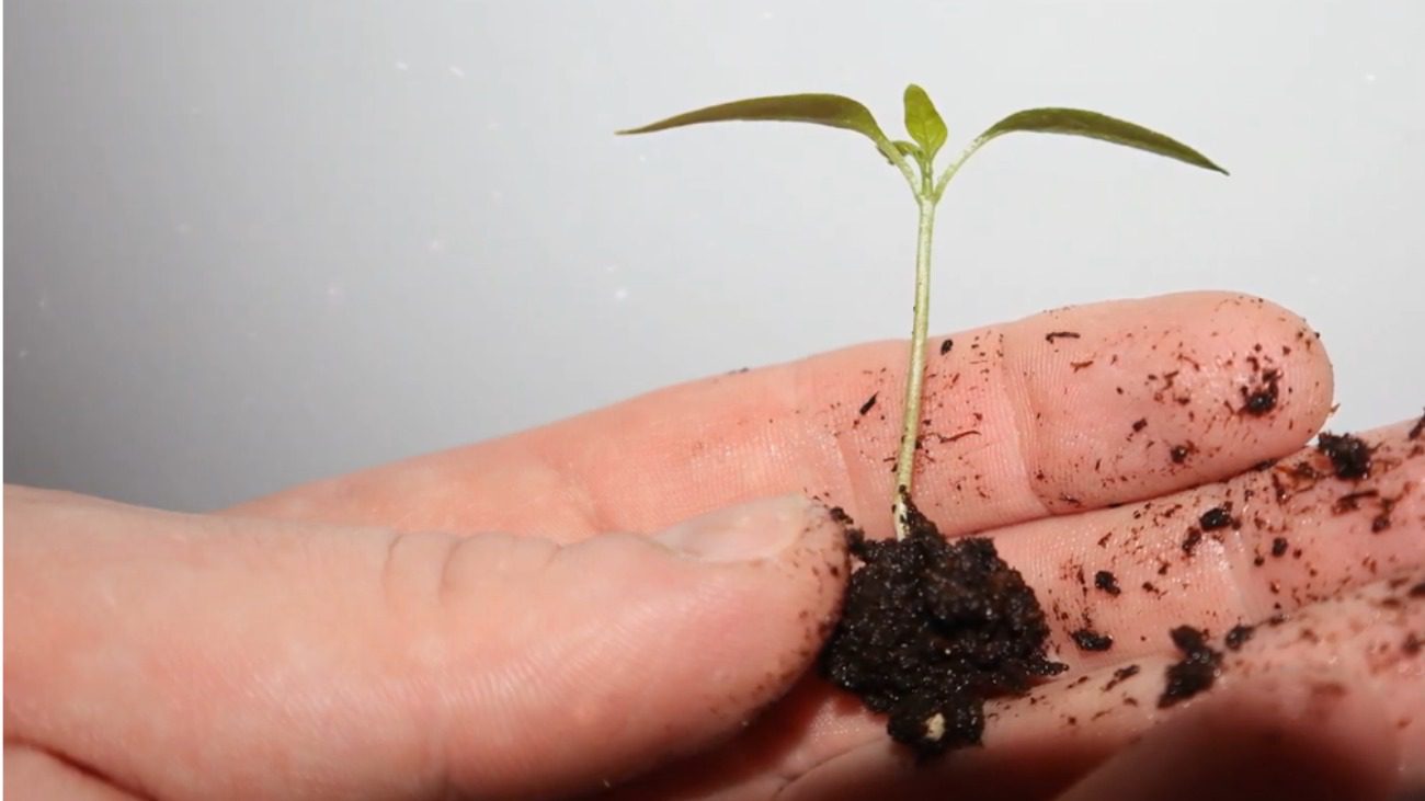 Городники розповіли про геніальну техніку пікірування розсади перцю