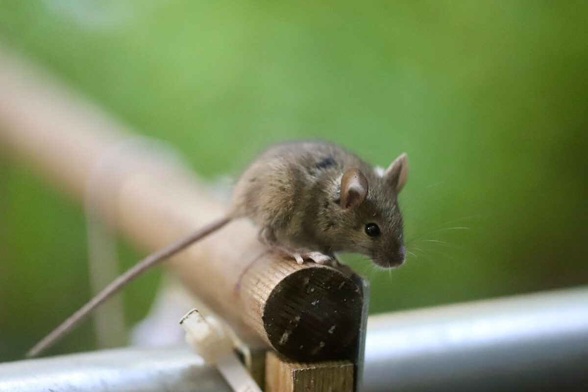 Експерти розповіли, як позбутись мишей в будинку