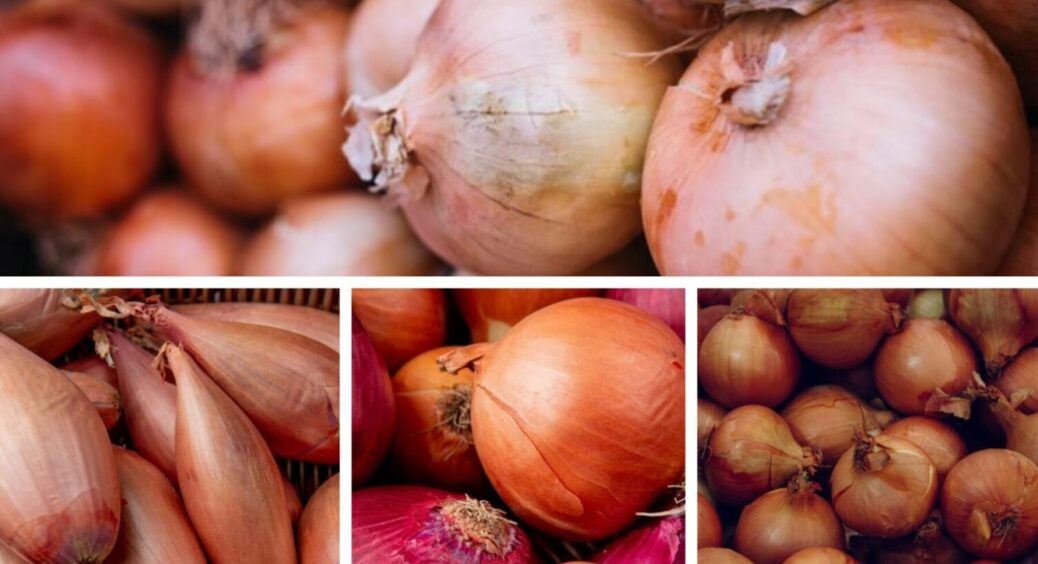 З року в рік висаджую лише його: цей 1 сорт цибулі – справжній рекордсмен вже 5 років поспіль 