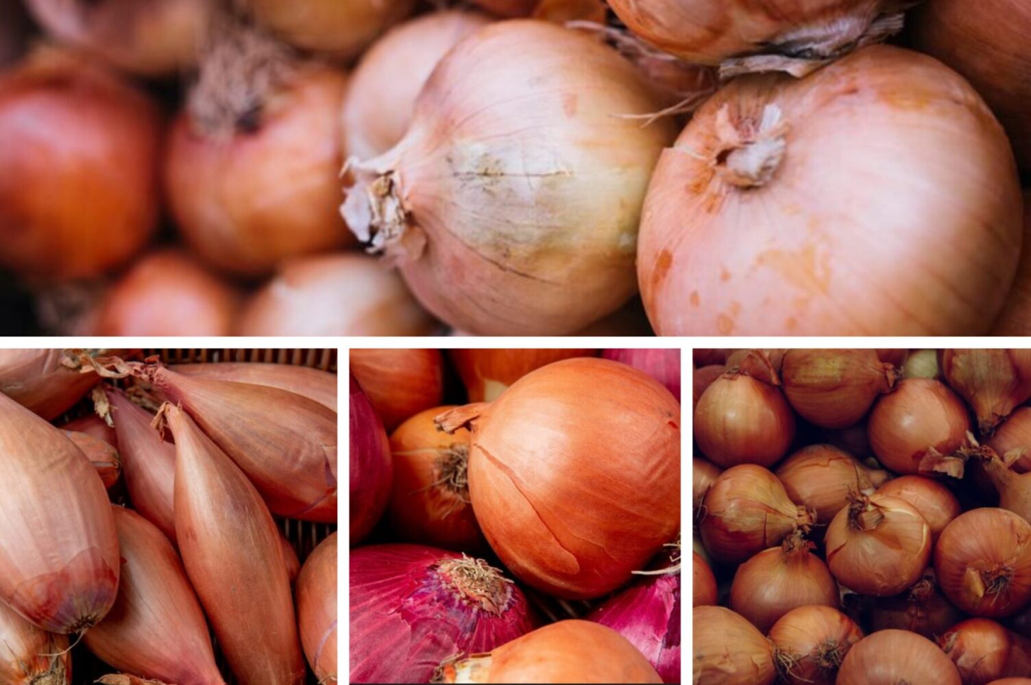 Агрономи розсекретили сорт цибулі, який стійкий до хвороб і невибагливий