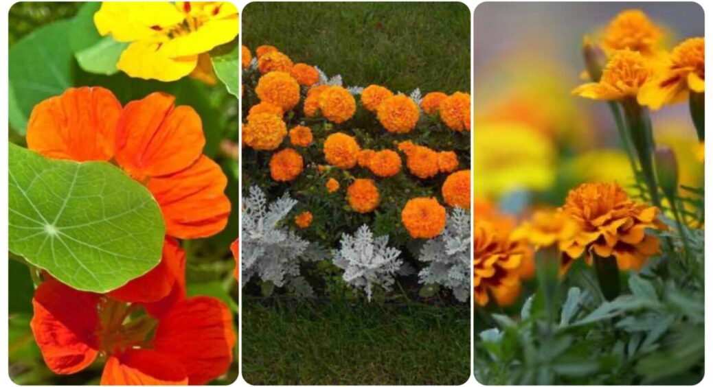 Саджу ці 3 квітки поруч з картоплею: вони відлякують колорадського жука краще за будь-яку хімію 