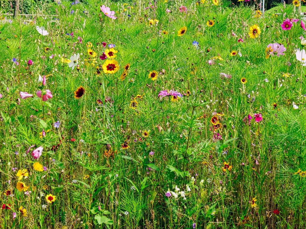 Агрономи назвали сприятливі дні для посіву розсади в лютому 2026