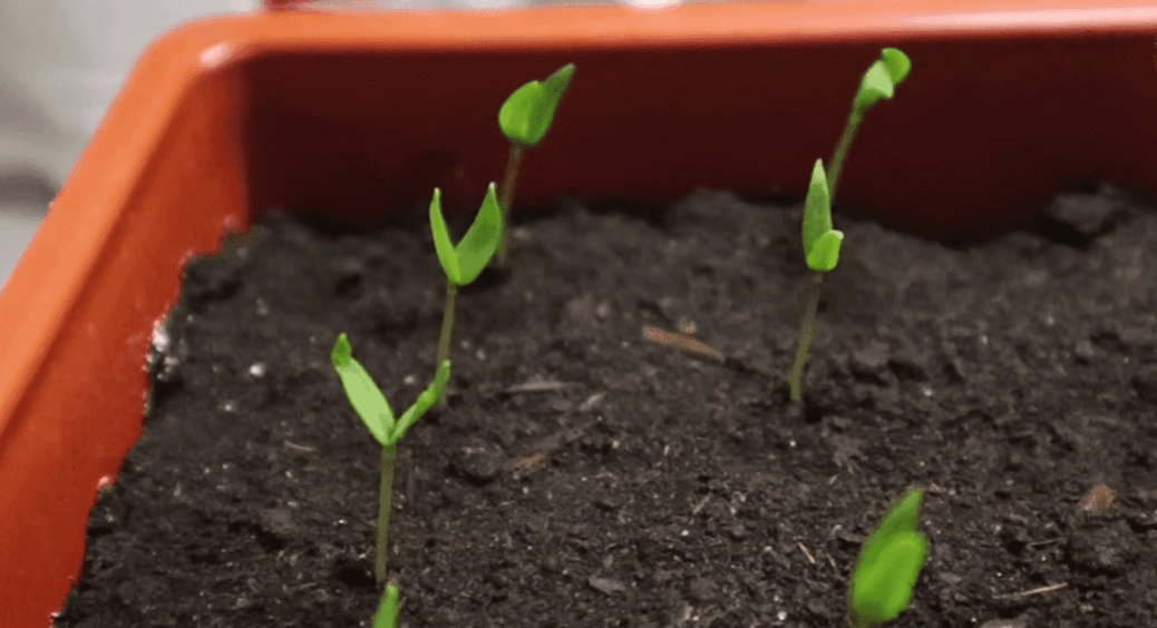 Замість дорогої селітри сиплю під розсаду цю крупу: перець росте як на дріжджах, врожай відрами 