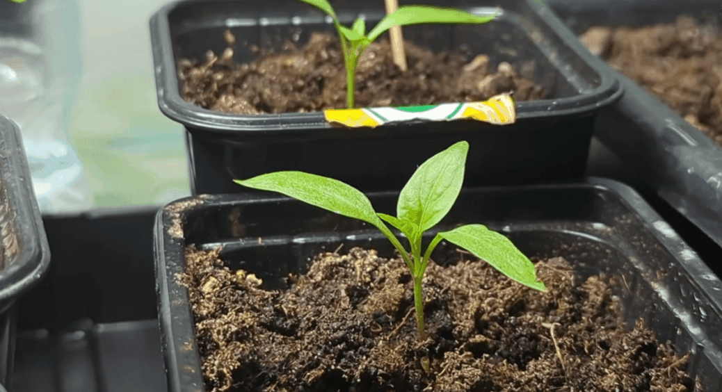 Не проґавте лютий! Саджаємо перець на розсаду ЦИМ способом для міцних сходів – інструкція 
