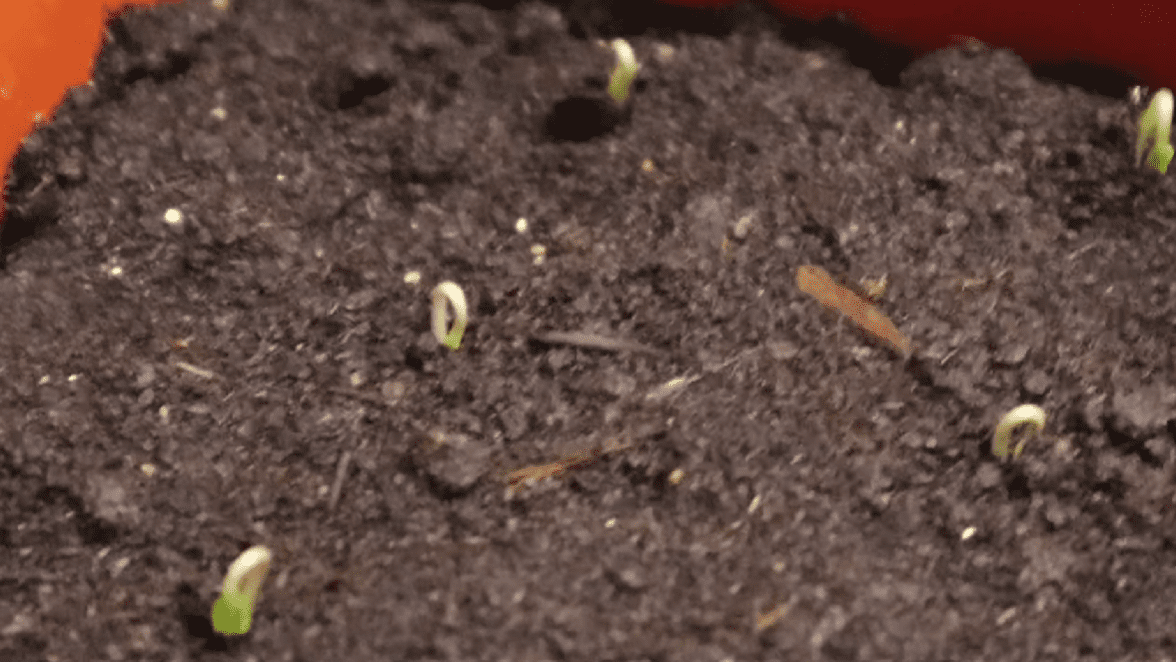 Городники розповіли, що робити, як тільки з'явилися перші петельки розсади