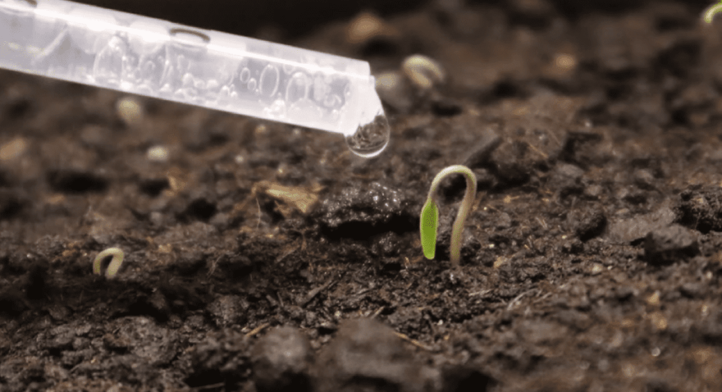 Хочете потужну, красиву розсаду та супер урожай перців та помідорів у 2026 році? Робіть так! 