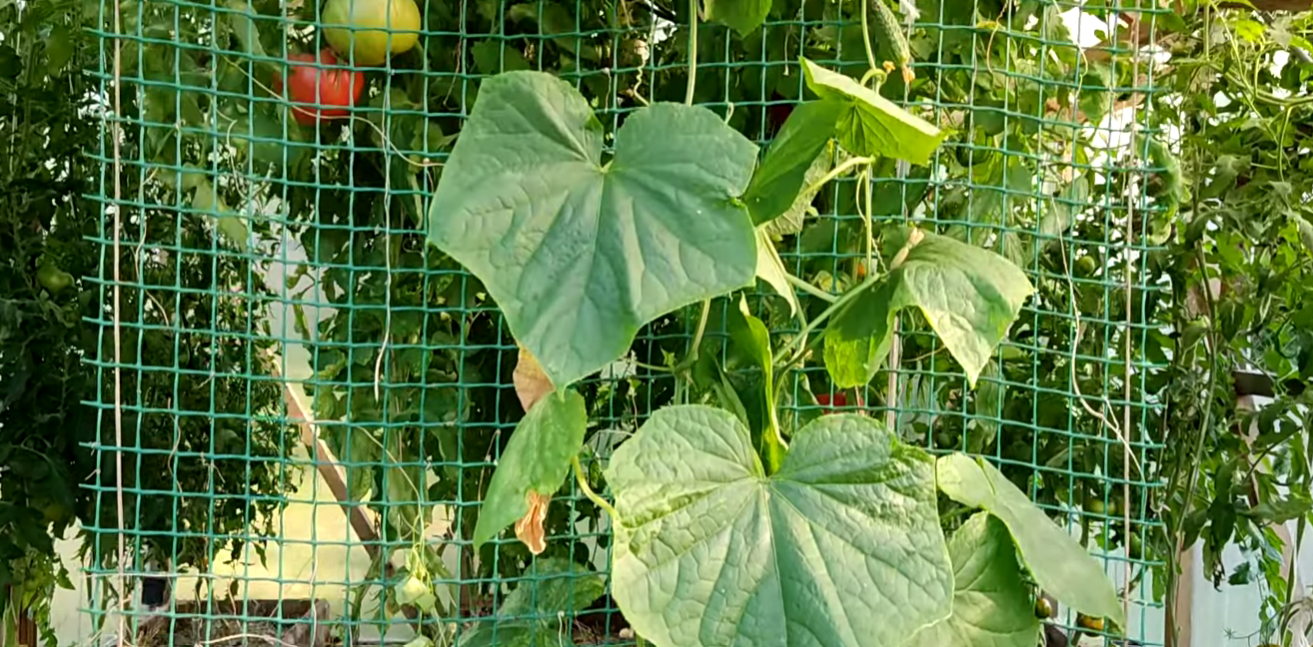 Городник чесно розповів про найхваленіший фермерами гібрид огірка