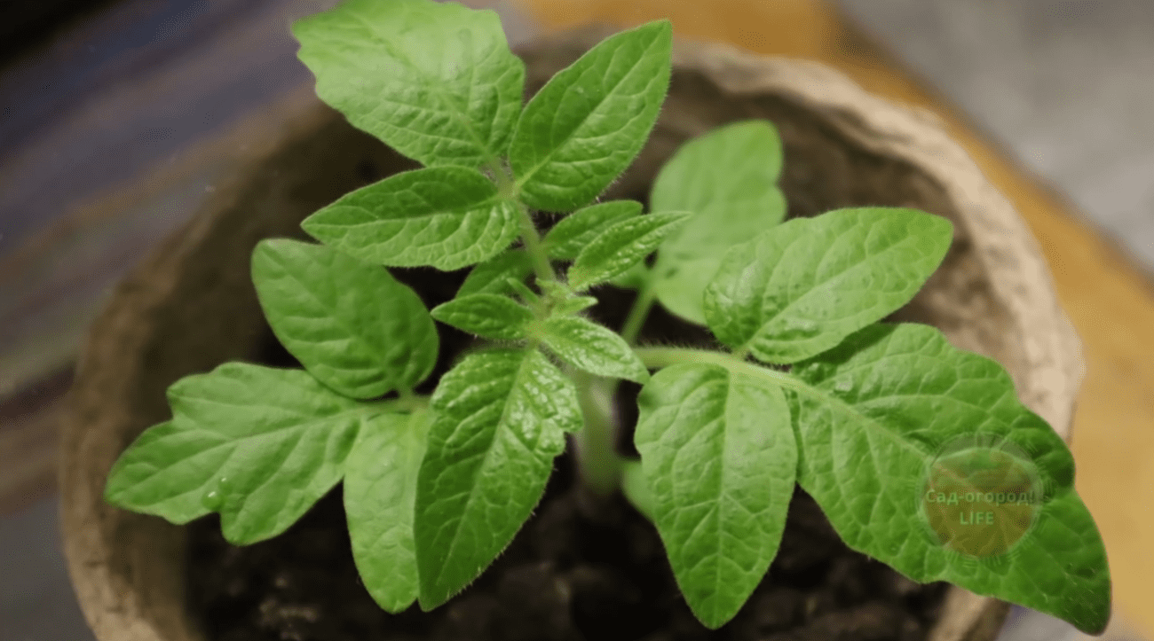 Городники розповіли про підживлення, після якого розсада швидко піде на зріст