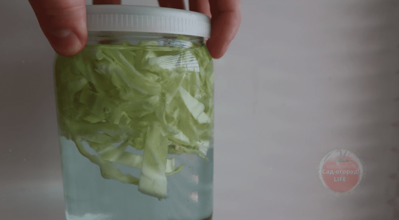 Городники розповіли про підживлення, після якого розсада швидко піде на зріст