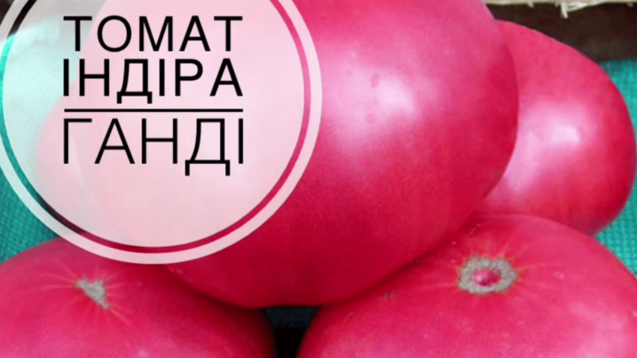 Городники назвали найкращі сорти томатів, які обов'язково посадять у 2026 році
