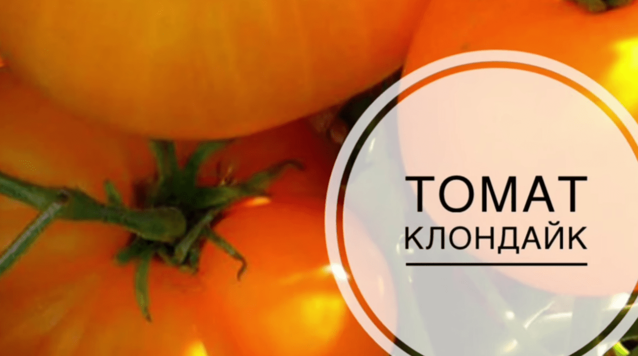 Городники назвали найкращі сорти томатів, які обов'язково посадять у 2026 році