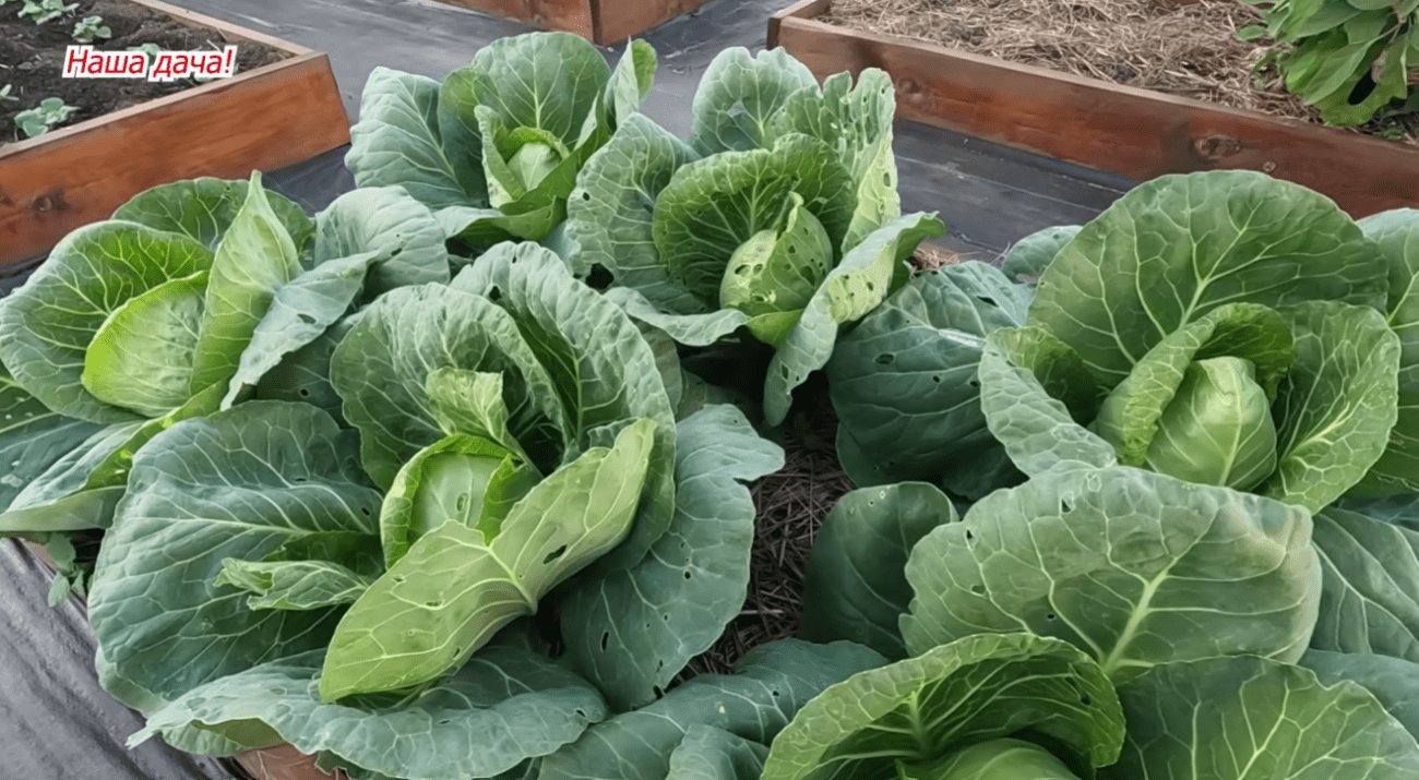 Городники назвали найкращий сорт ранньої капусти для вирощування