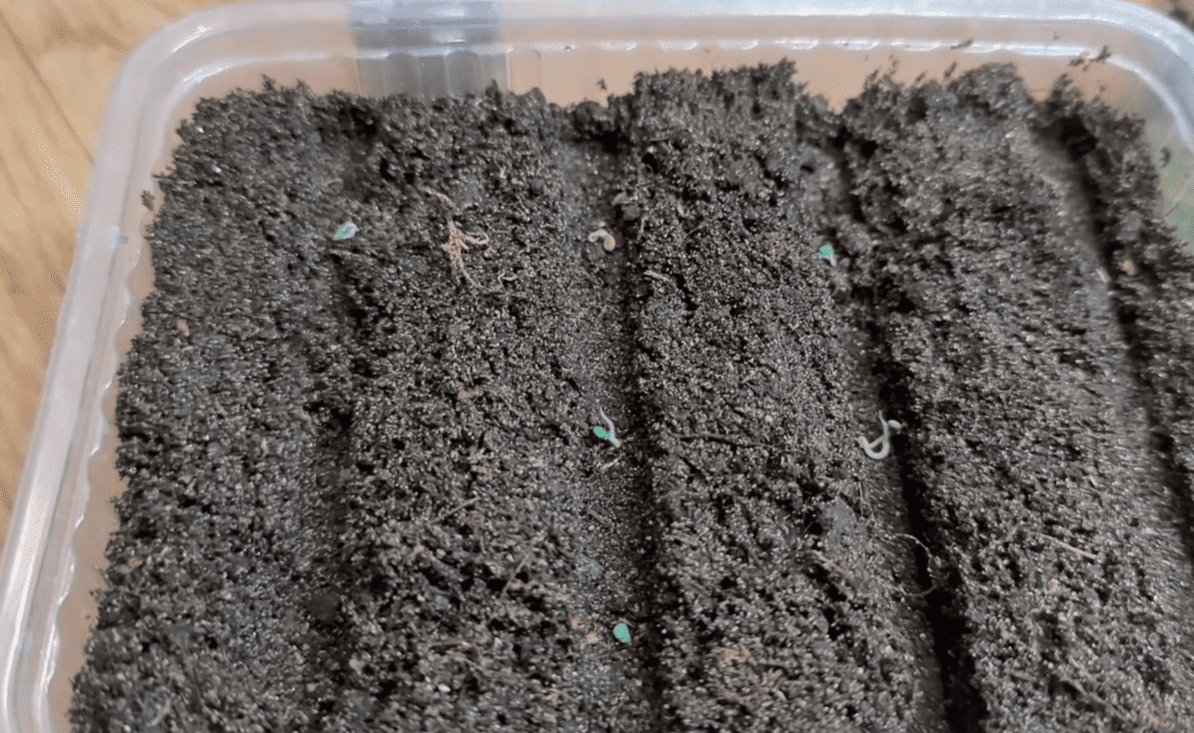 Городники розповіли, як правильно саджати розсаду баклажанів у лютому-березні