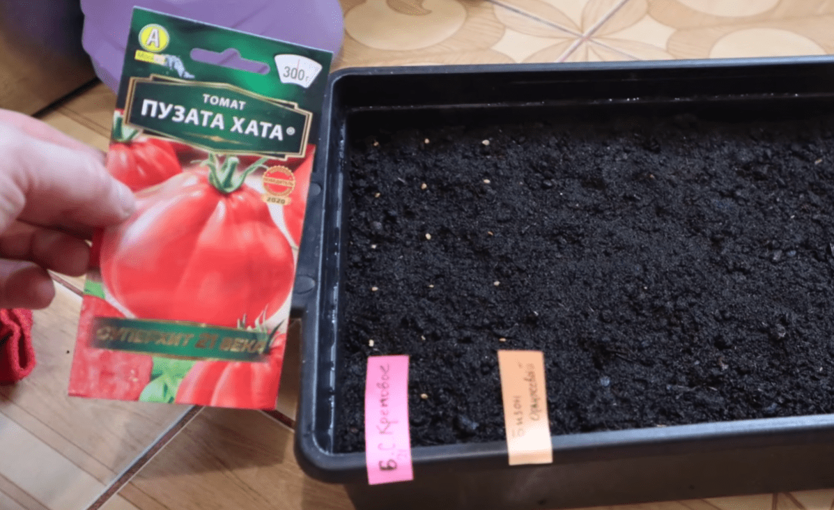 Городники розповіли, що садити у лютому на розсаду з овочів, зелені та квітів