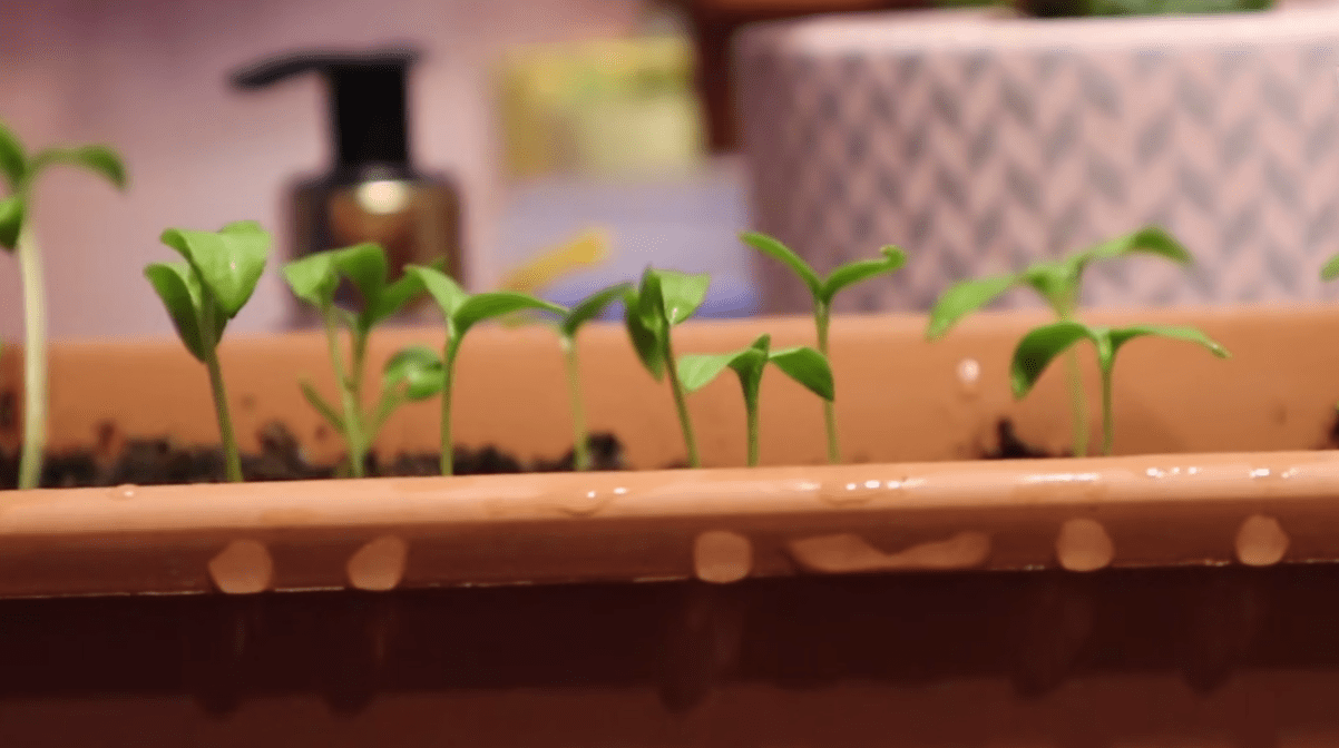 Городники розповіли, що садити у лютому на розсаду з овочів, зелені та квітів