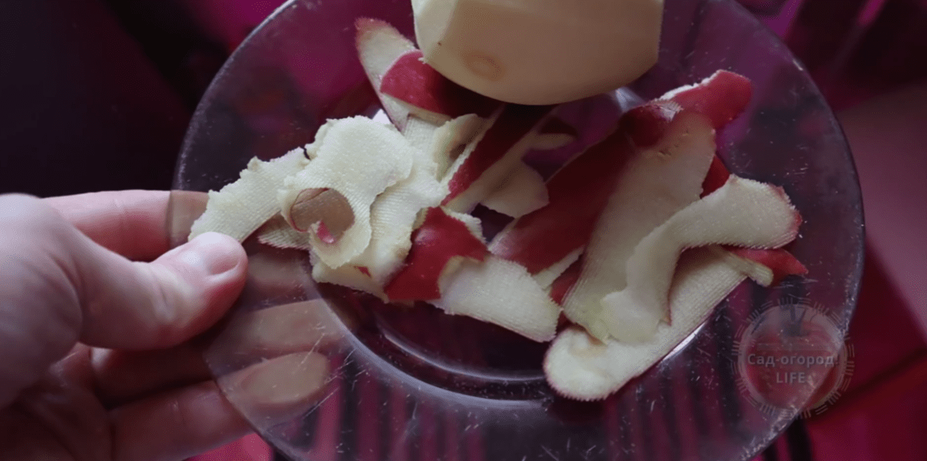 Городники розповіли, як з яблучних обрізків приготувати підживлення для розсади