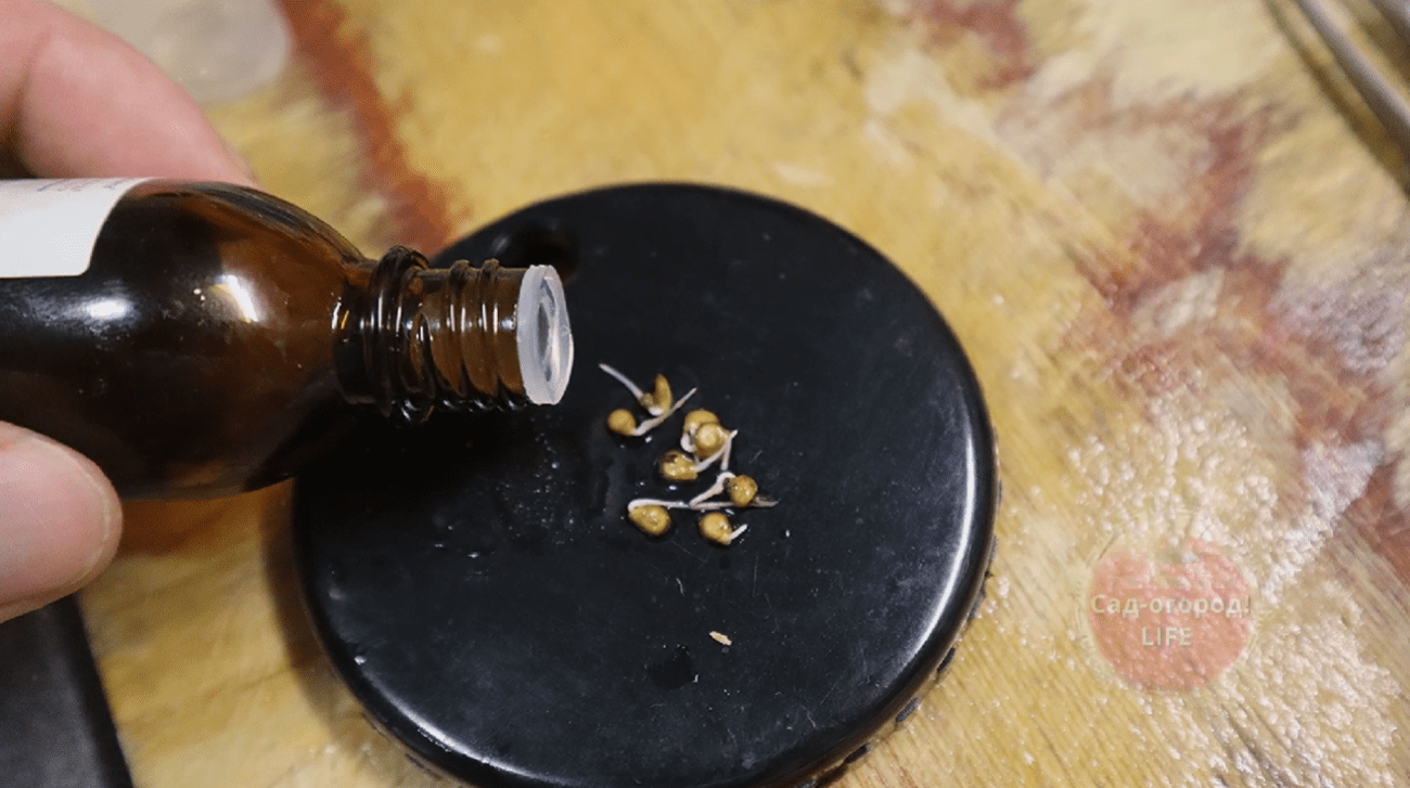 Городники розповіли, як реанімувати прострочне насіння для розсади