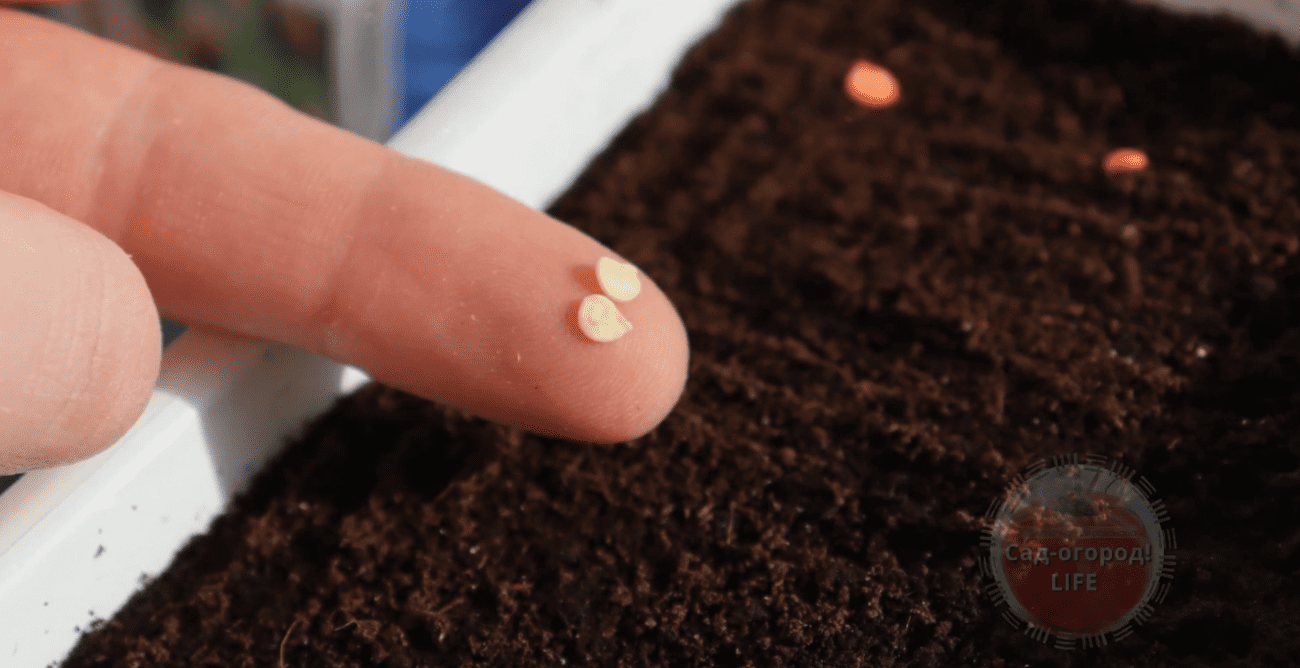 Городники розповіли про новий метод посадки солодкого перцю на розсаду у лютому