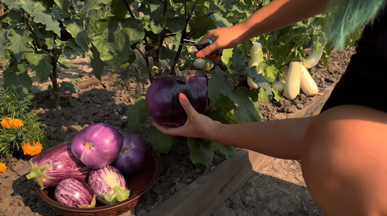 Городники розповіли, як правильно сіяти баклажани на розсаду