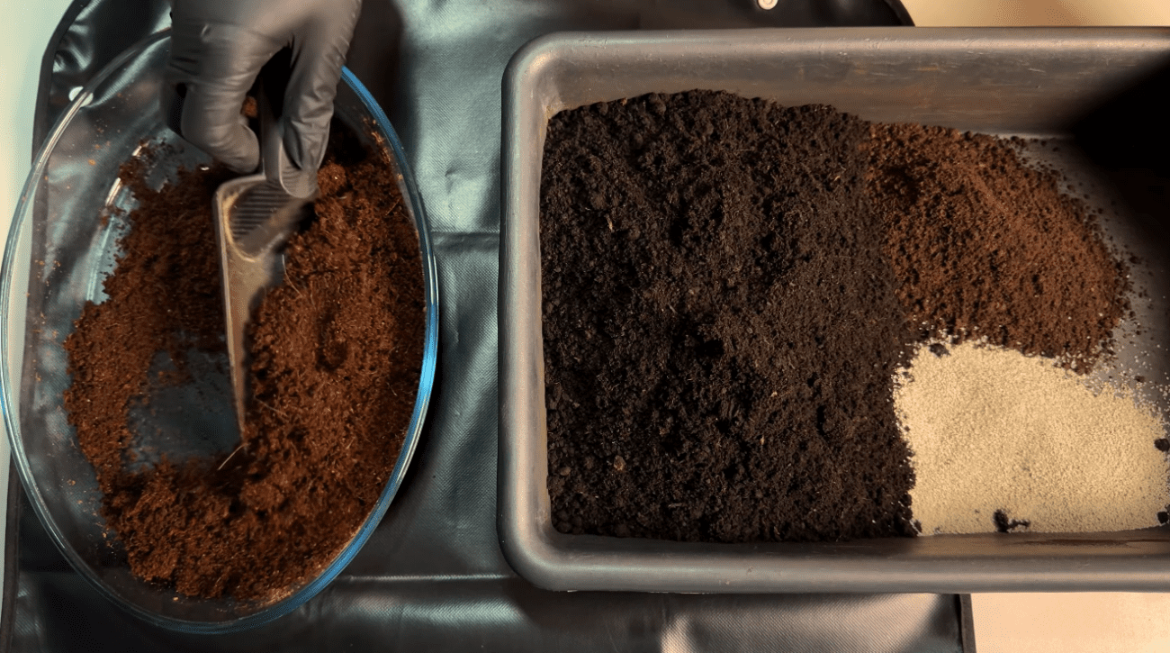 Городники розповіли, як правильно сіяти баклажани на розсаду