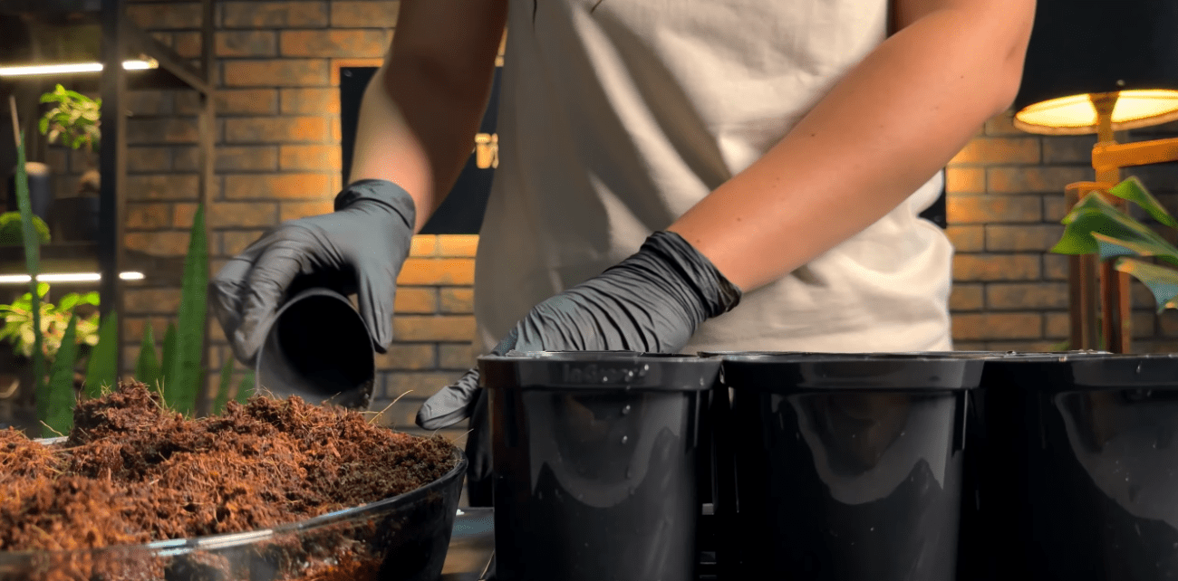 Городники розповіли, як правильно сіяти баклажани на розсаду