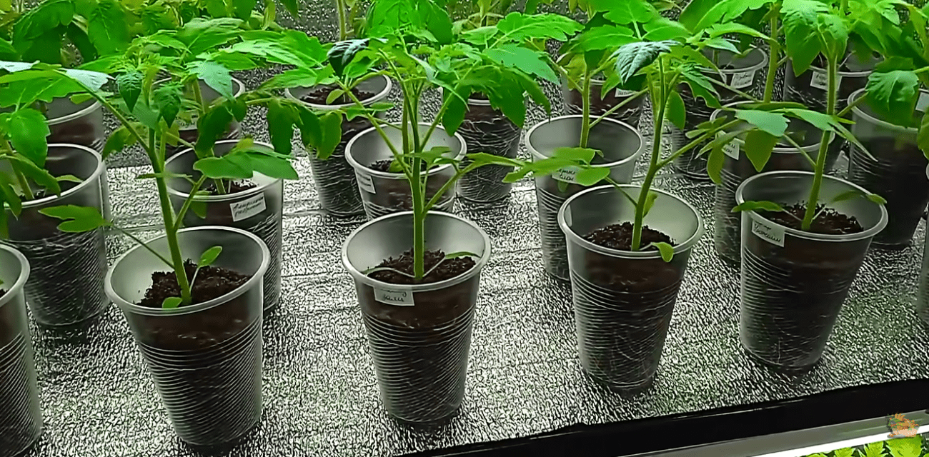 Городники розповіли про найкращий спосіб виростити міцну розсаду