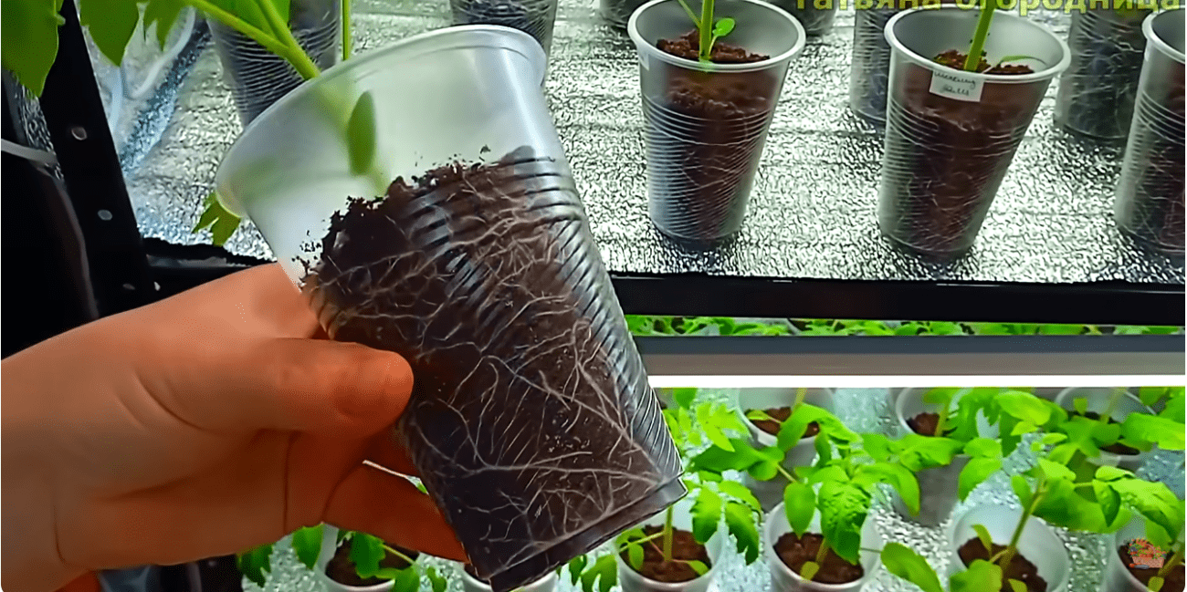 Городники розповіли про найкращий спосіб виростити міцну розсаду