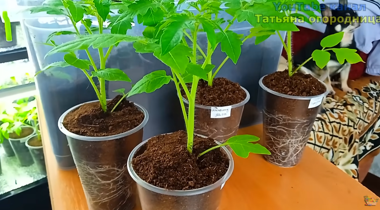 Городники розповіли про найкращий спосіб виростити міцну розсаду