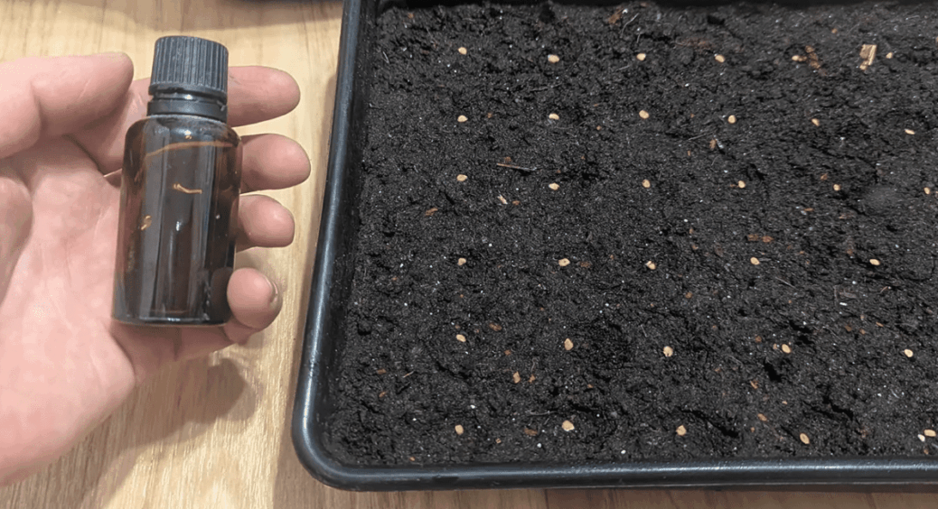 Ці знання при посадці розсади приведуть до міцних рослин та великого врожаю помідорів та перцю 