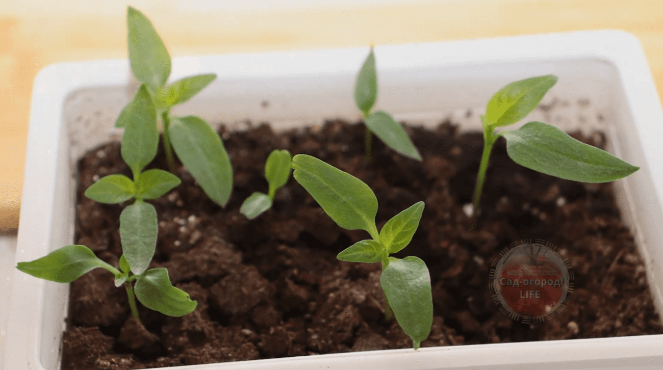 Городники дали рецепт ефективного підживлення для розсади з цитрусів