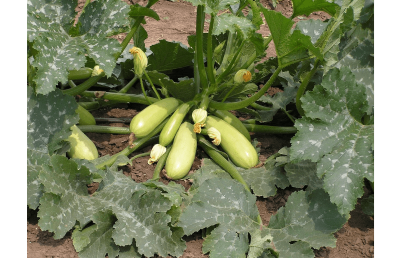 Городники назвали найврожайніший сорт кабачків