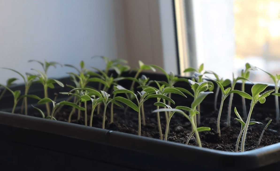 Городники розповіли, як зробити ґрунт для розсади пухким та родючим