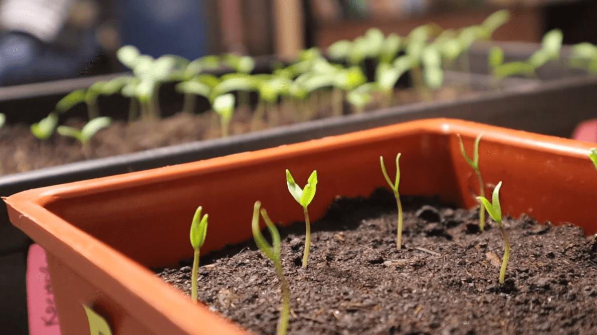 Експерти назвали часті помилки, яких припускаються при вирощуванні розсади перцю