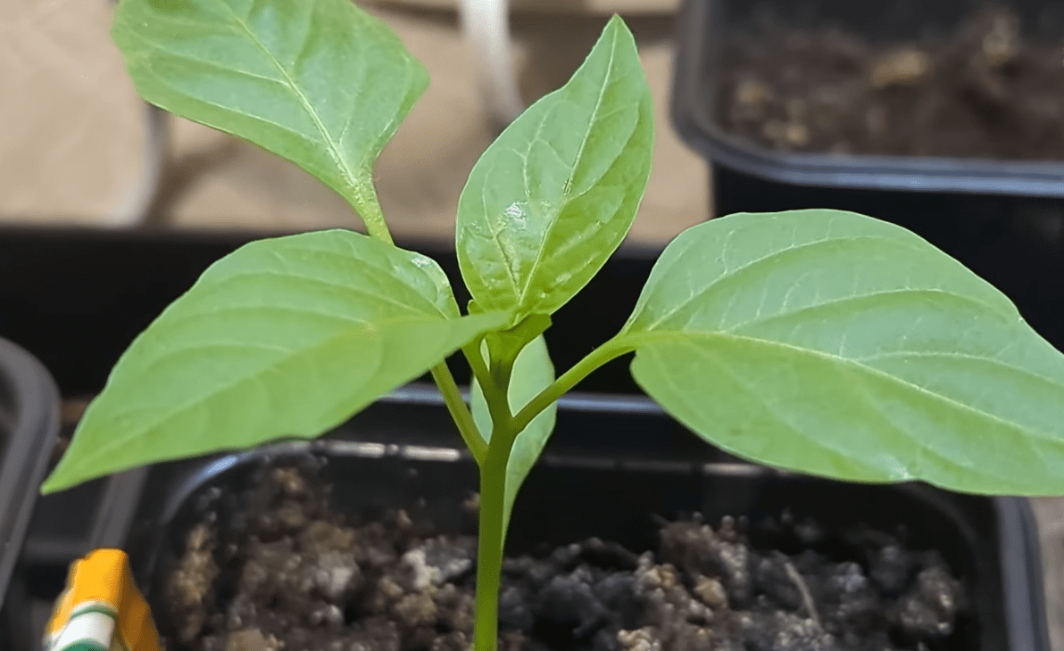 Експерти назвали часті помилки, яких припускаються при вирощуванні розсади перцю