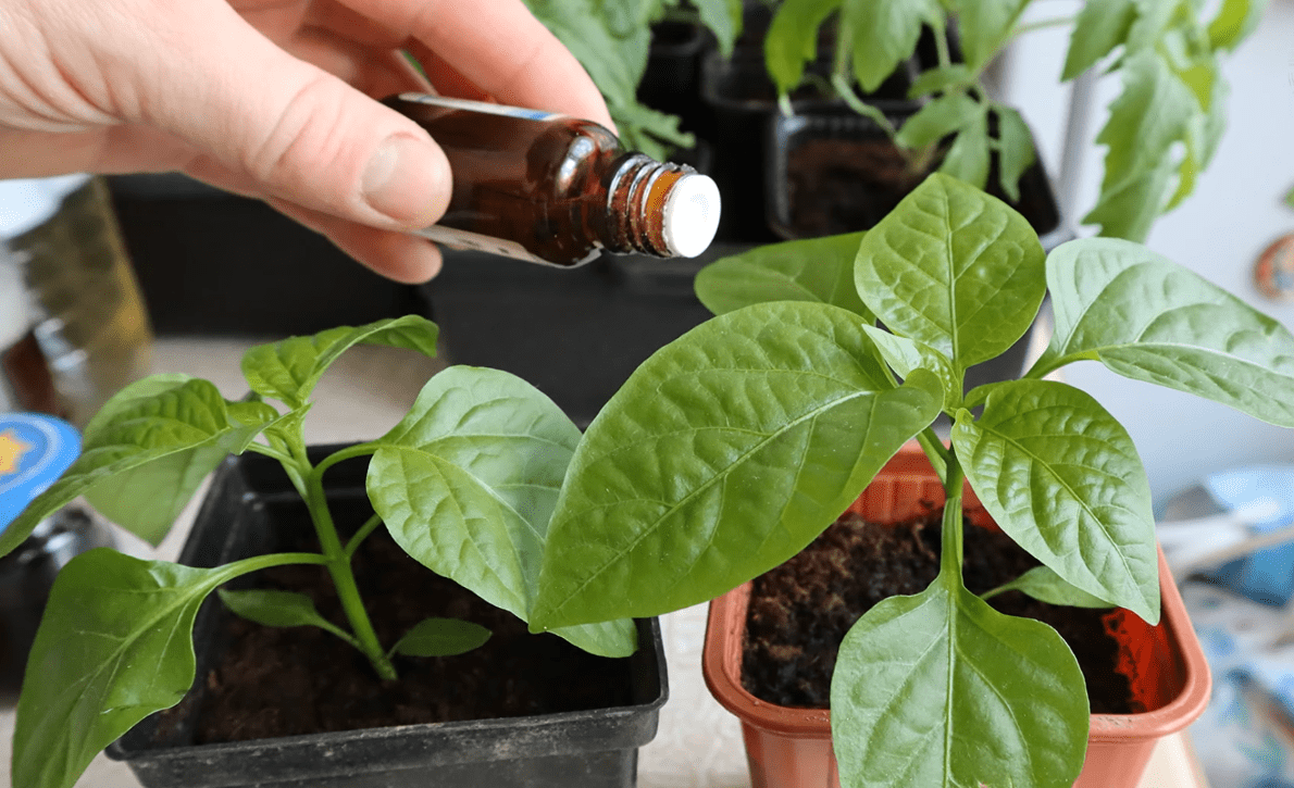 Городники розповіли про найпоширеніші помилки при вирощуванні розсади