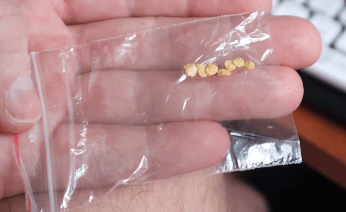 Садівники розповіли, з чого насправді починається міцна розсада